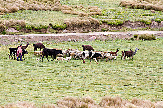 美洲驼,绵羊,母牛,安第斯,山,厄瓜多尔