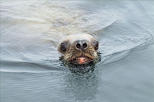 北海狮,独特,游泳,阿拉斯加