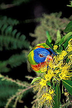 彩虹,彩虹鹦鹉,成年,吃,花,澳大利亚