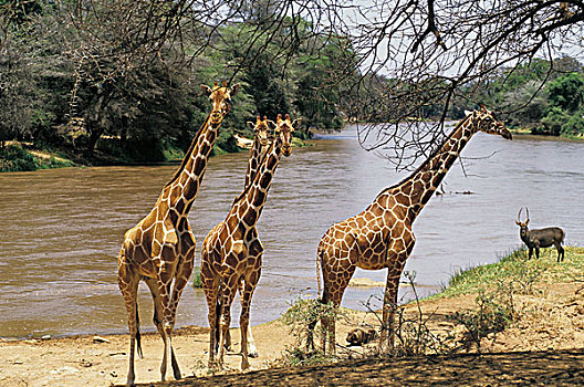 网纹长颈鹿,长颈鹿,群,站立,靠近,河,公园,肯尼亚