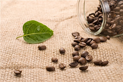 咖啡豆,绿叶,褐色,粗麻布