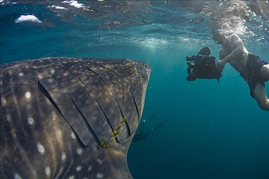 吉布提,湾,鲸鲨,靠近,表面,摄影师