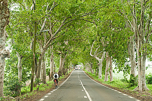 树林,道路,毛里求斯