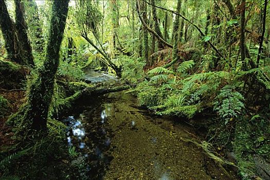 河流,雨林,西区国家公园,新西兰
