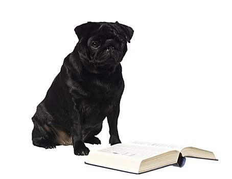狗,读,书本