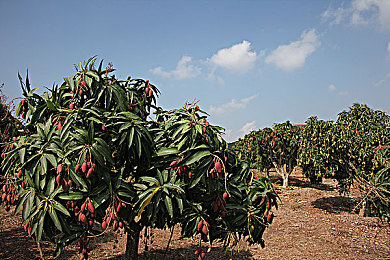 芒果树图片