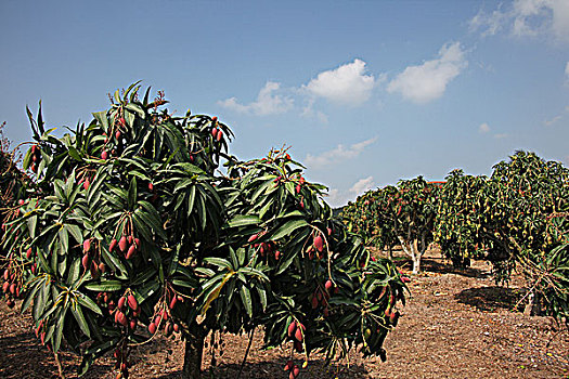 槟榔谷芒果树