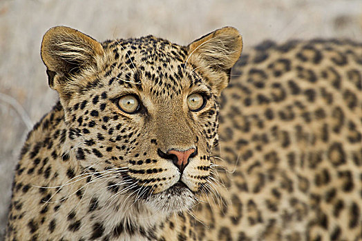 豹,头像,埃托沙国家公园,纳米比亚,非洲