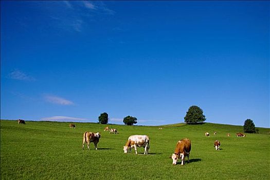 母牛,放牧,草场,德国