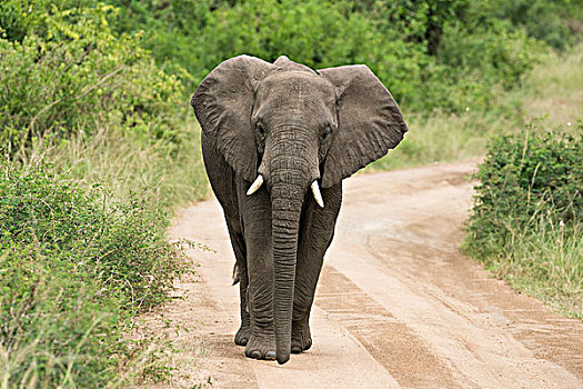 非洲象,走,伊丽莎白女王国家公园,乌干达,非洲