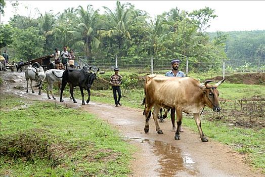 公牛,男人,泥,道路,喀拉拉,印度