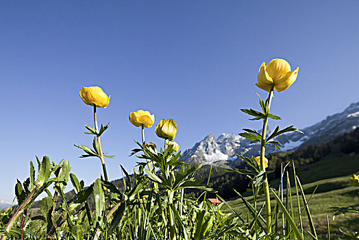 高山,花,阿尔卑斯山,提洛尔,奥地利