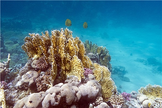 珊瑚礁,异域风情,鱼,蝴蝶鱼,水下