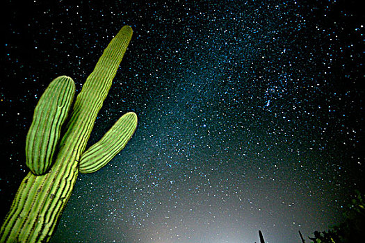 星星,夜空,巨柱仙人掌,上方,管风琴仙人掌国家保护区,亚利桑那,大幅,尺寸