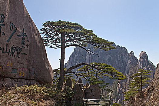 黄山,奇松,名松