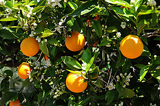 橘子,柑橘,树,种植园,马略卡岛,巴利阿里群岛,西班牙,欧洲