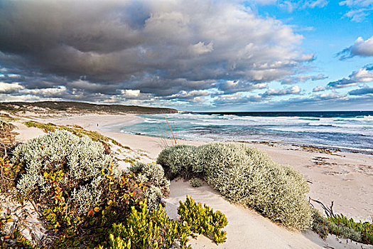 海岸线,湾,袋鼠,岛屿,澳大利亚,著名,国家公园,南澳大利亚州