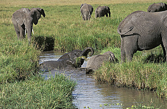 非洲象,幼兽,沐浴,马赛马拉,公园,肯尼亚