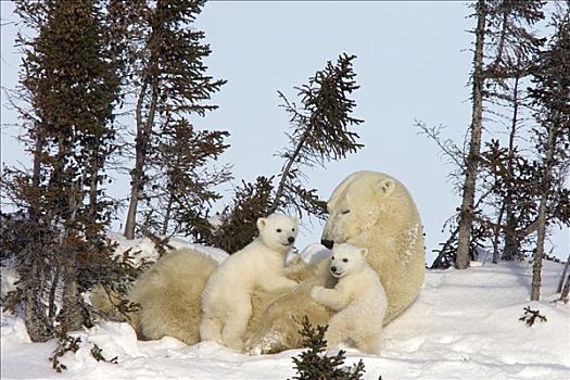 北极熊,三个,老,幼兽,打断,哺乳,脆弱,瓦普斯克国家公园,曼尼托巴,加拿大