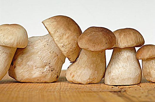 新鲜,牛肝菌,蘑菇