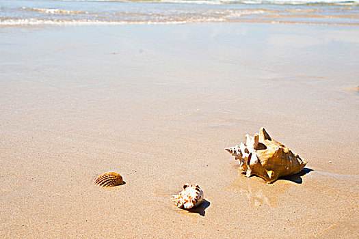 壳,海滩,菲尼斯泰尔,布列塔尼半岛,法国,欧洲