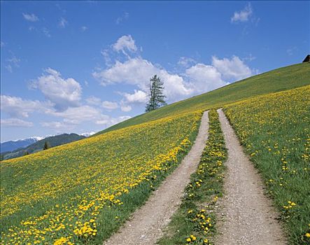 乡村道路,黄色,野花,白云岩,意大利