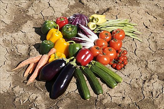 蔬菜,干燥,土地