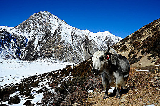 尼泊尔,安娜普纳,灰色,牦牛,中间,高山,风景,积雪