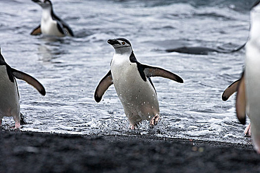 帽带企鹅,南极企鹅,群,欺骗岛,南设得兰群岛,南极