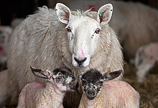 绵羊,两个,羊羔,诺森伯兰郡,英格兰