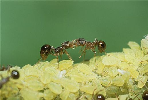 蚂蚁,一对,互动,幼体,日本