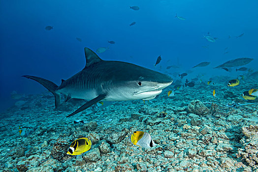 虎鲨,鼬鲨,上方,珊瑚礁,环礁,印度洋,马尔代夫,亚洲