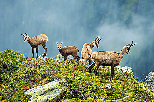群,岩羚羊,幼仔,伯恩高地,瑞士,欧洲