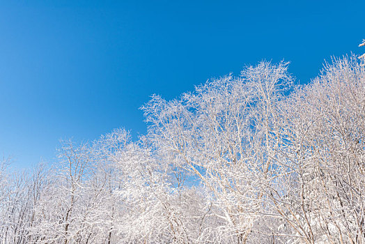 冬季长白山的雪地和雾凇