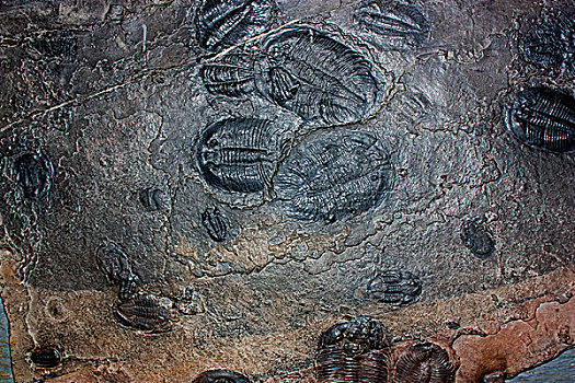 三叶草化石