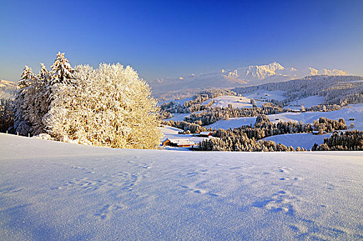 冬季风景,夜光,风景,阿彭策尔,瑞士,欧洲