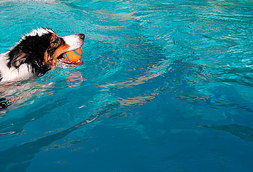 澳洲牧羊犬,游泳,球