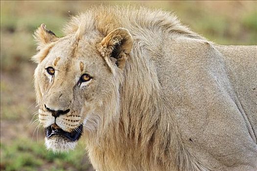 狮子,禁猎区,南非,非洲