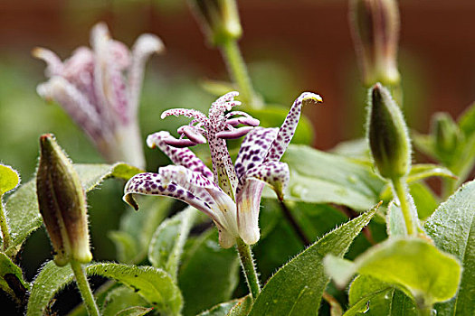 多毛,日本山茶,花,园艺植物