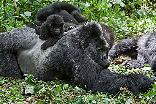 山地大猩猩,大猩猩,一个,一半,幼仔,玩,银背大猩猩,国家,卢旺达