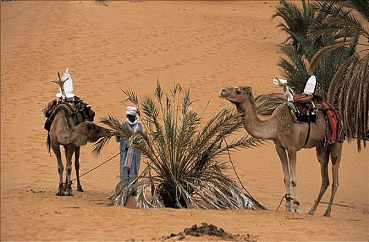 沙漠,沙丘,绿洲,棕榈树,男人,骆驼,哺乳动物,撒哈拉沙漠,利比亚,非洲,动物