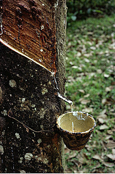 橡胶树,树液,收集,马来西亚