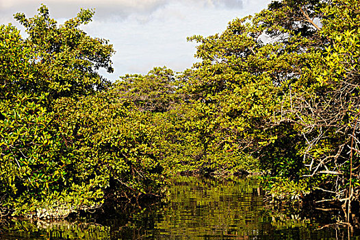 厄瓜多尔,加拉帕戈斯群岛,圣克鲁斯岛,红树,泻湖