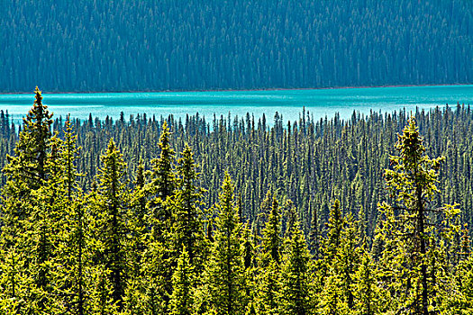湖,班芙国家公园,艾伯塔省,加拿大