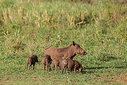 疣猪,四个,小猪,一个,吸吮,三个,喂食,草地,等待,哺育,湖,国家公园,坦桑尼亚
