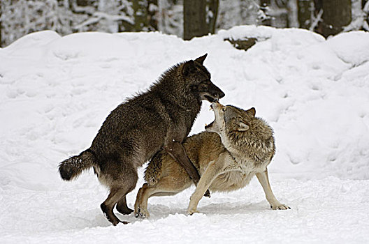 狼,组合,冬天,序列,自然,动物,哺乳动物,野生动物,食肉动物,野狗,两个,犬科,交配,栖息地,季节,雪,户外