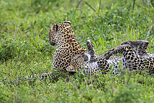 豹,幼兽,休息,背影,抬腿,背对,摄影,恩戈罗恩戈罗,保护区,坦桑尼亚
