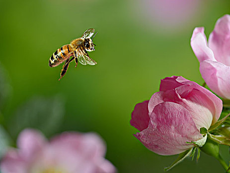 蜜蜂,意大利蜂,飞,玫瑰,粉色,花,英格兰
