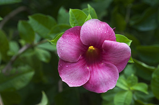 多米尼加,罗索,植物园,紫色,花