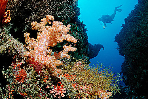 潜水者,珊瑚礁,马尔代夫,印度洋